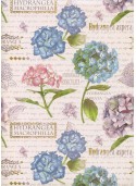 Planche d'hortensias sur fond d'écritures (50x68)